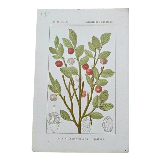 Antique French Botanical Lithograph - Vaccinium myrtillus by Henri Ernest Baillon For Sale
