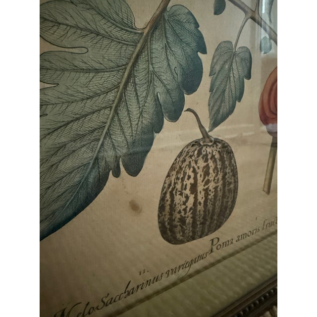 Antique Hand-Colored Engraving — Tomato & Melon Botanical Print After Basilius Besler, Framed For Sale - Image 11 of 18