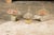 Set of Three American Midcentury Painted Concrete Mushroom Garden Ornaments For Sale In Atlanta - Image 6 of 12