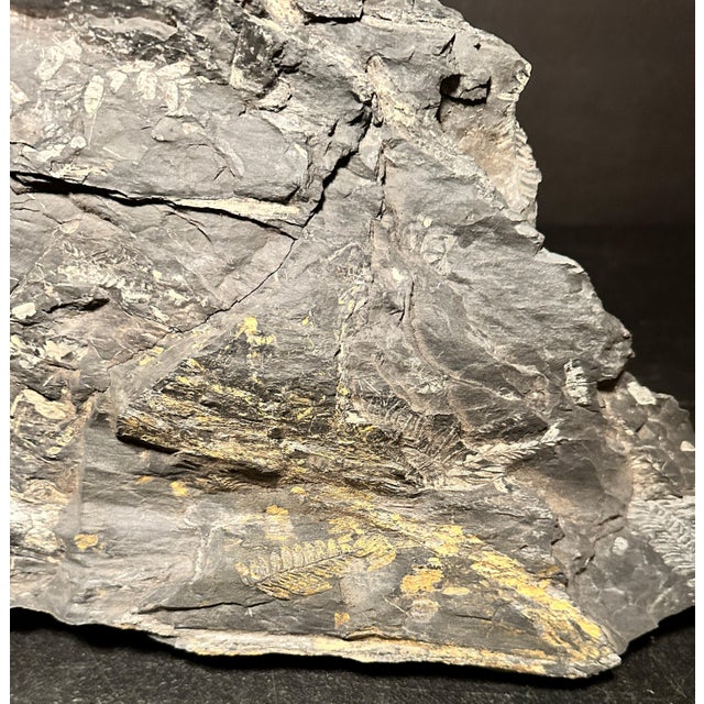 Stone Large Fern Leaf Fossil Slab For Sale - Image 7 of 10