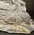 Stone Large Fern Leaf Fossil Slab For Sale - Image 7 of 10