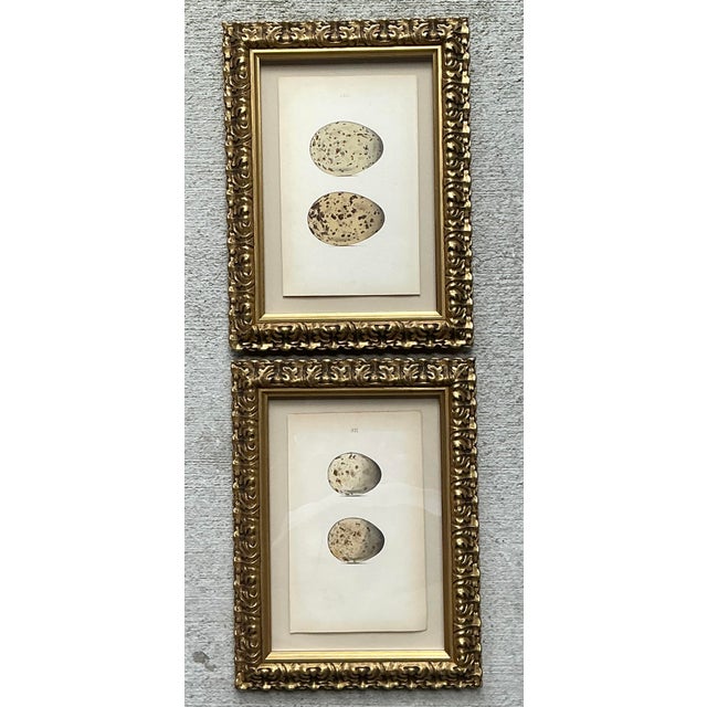 Vintage Original Book Plates of Eggs - A Pair For Sale - Image 4 of 12