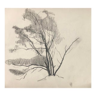 1930s Norman Kent Tree Charcoal Drawing For Sale