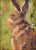 Impressionist oil painting on an artist's hardboard panel of a rabbit hare displayed in a complementary antiqued gold wood...