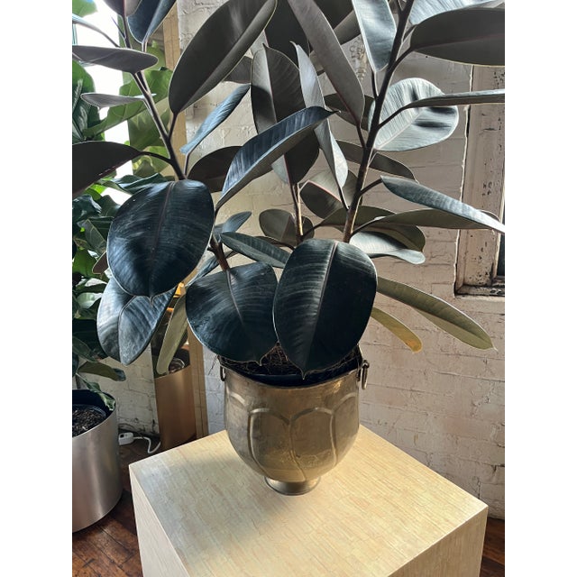 This Brass Regency Planter presents a refined aesthetic with its hammered finish and elegant silhouette. The rich,...