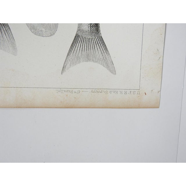 Mid 19th Century Mid 19th Century Us Pacifc Railroad Fish Lithograph Book Plate - A Pair For Sale - Image 5 of 7