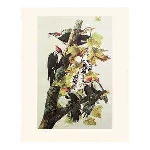 1966 Vintage Farmhouse Cottage Print "Pilated Woodpecker" After John James Audubon