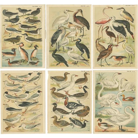 Gordon, Various Waterfowl and Wading Birds, 1900, Prints, Set of 6 For Sale - Image 8 of 8