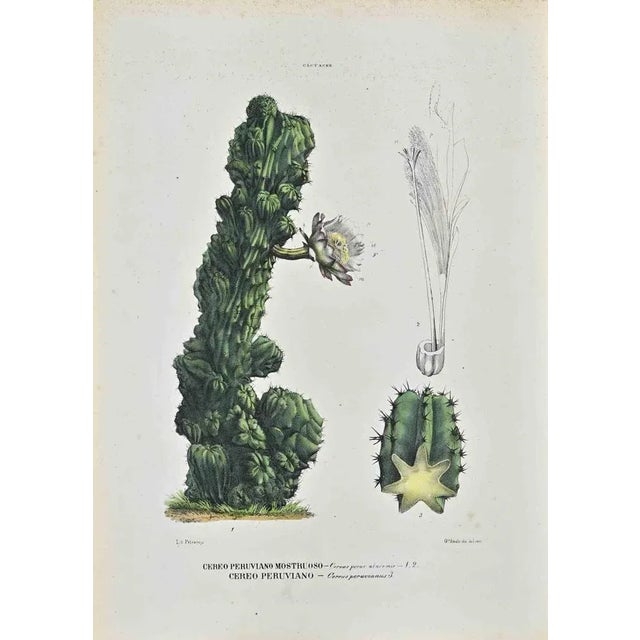 Lithograph hand watercolored. Plate from "Atlante di Botanica popolare ossia Illustrazione di Piante Notevoli di ogni...