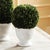 Real English boxwoods, preserved and painstakingly assembled by our masterful artists. Artfully arranged and preserved to...