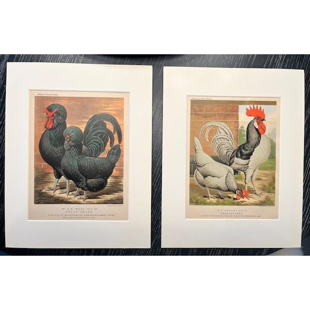 Late 19th Century Pair 1872 Vintage Lithos, - Hens + Cocks Reproduction For Sale - Image 5 of 8