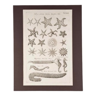 c.1698 Antique Marine Natural History Engraving | Starfish & Seahorses | Archivally Matted 11x14 For Sale