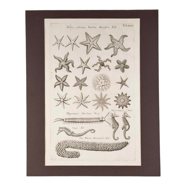 c.1698 Antique Marine Natural History Engraving | Starfish & Seahorses | Archivally Matted 11x14 For Sale