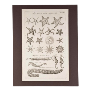 c.1698 Antique Marine Natural History Engraving | Starfish & Seahorses | Archivally Matted 11x14