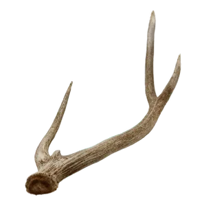 Naturally Shed Axis Deer Antler