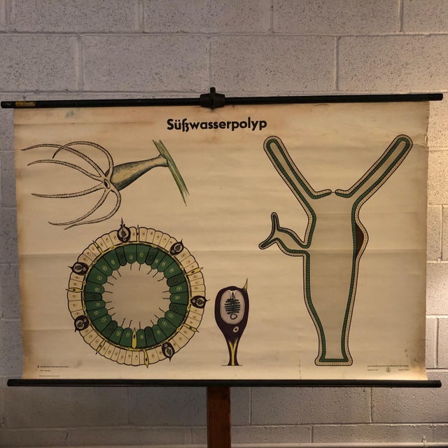 German, educational, zoological, roll-up chart depicting the süßwasserpolyp hydra or freshwater polyp is printed on canvas...