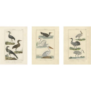 Buffons, Avian Diversity Illustrations, 18th Century, Engravings, Set of 3 For Sale