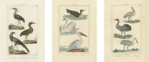 Buffons, Avian Diversity Illustrations, 18th Century, Engravings, Set of 3