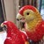 Red Hand-Painted Porcelain Parrot Figurine – 10.2" Colorful Ceramic Bird Sculpture For Sale - Image 8 of 8