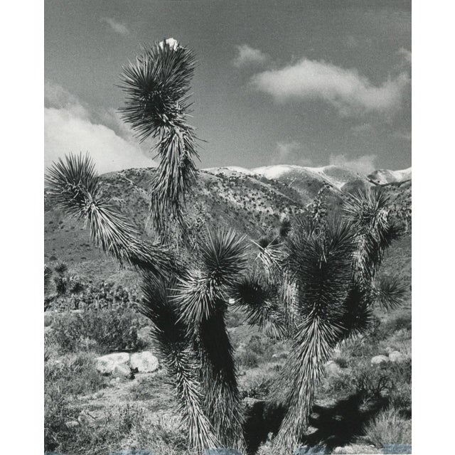 Erich Andres, Mojave Desert, California, USA, 1960s, Black and White Photograph For Sale - Image 3 of 4