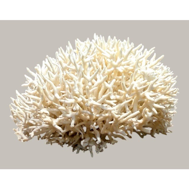 Contemporary Late 20th Century Large Natural White Branching Coral Reef Specimen Coastal Ocean Decor 9" For Sale - Image 3 of 7
