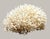 Contemporary Late 20th Century Large Natural White Branching Coral Reef Specimen Coastal Ocean Decor 9" For Sale - Image 3 of 7