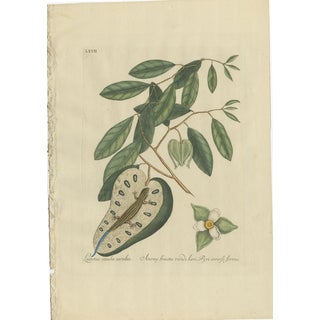 Catesby, Flying Squirrel & Blue-Tail Lizard, 1771, Print, Set of 2 For Sale