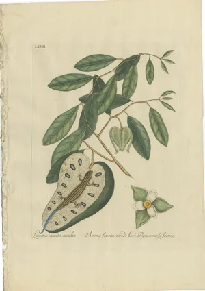 Catesby, Flying Squirrel & Blue-Tail Lizard, 1771, Print, Set of 2