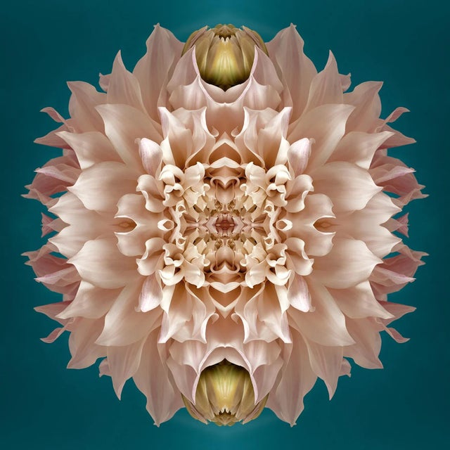 Not Yet Made - Made To Order "No. 131" Contemporary Botanical Limited Edition Photograph by Erin Derby, Framed For Sale - Image 5 of 6