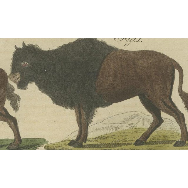 Antique Indian Cattle, Buffalo & Musk Ox Engraving from Bertuch, 1796 For Sale - Image 6 of 10