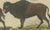 Antique Indian Cattle, Buffalo & Musk Ox Engraving from Bertuch, 1796 For Sale - Image 6 of 10