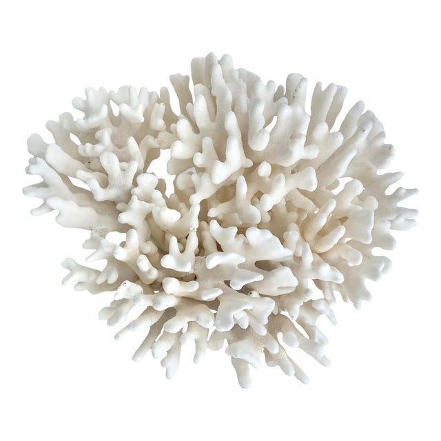 Extraordinary Natural Pacific Elkhorn Coral Specimen For Sale