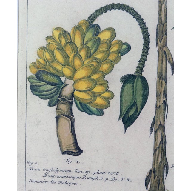 Botanical Hand-Colored Copper Engraving of Banana Plants, Georg Eberhard Rumphius, 1741–1750) For Sale - Image 14 of 17