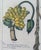 Botanical Hand-Colored Copper Engraving of Banana Plants, Georg Eberhard Rumphius, 1741–1750) For Sale - Image 14 of 17