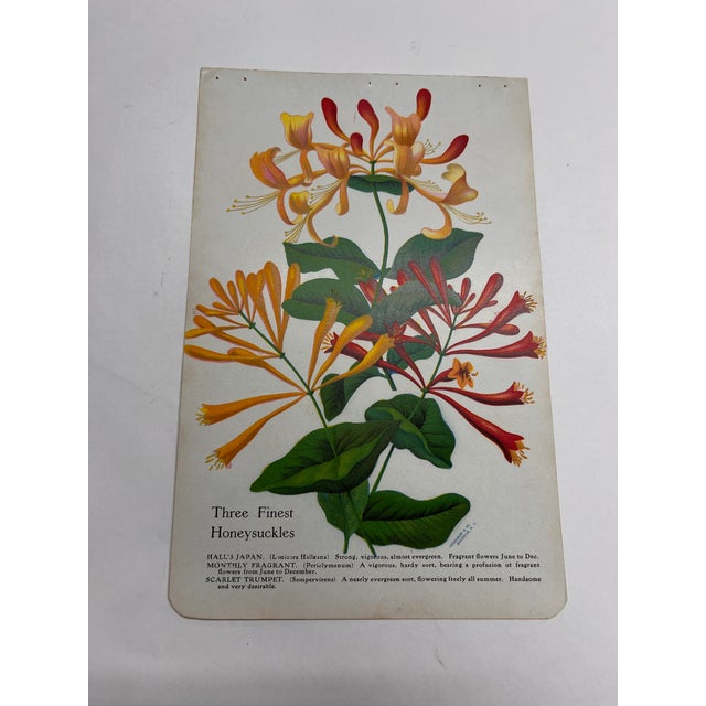 Antique Gardening Honeysuckle Print For Sale - Image 4 of 5