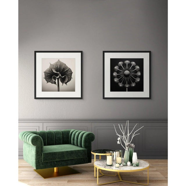 Contemporary Dipsacus Laciniatus Flower No. 3 — Black and White Vintage Botanical Photography Print For Sale - Image 3 of 3