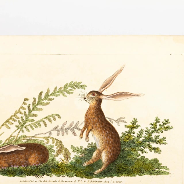 E. Donovan & F.C. & J. Rivington, Nature Illustration, Aug 1820, Hand-Colored Copperplate Engraving For Sale - Image 4 of 7