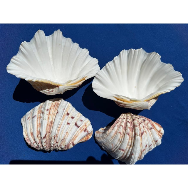 60-Piece Fine Seashell & Coral Collection For Sale - Image 11 of 18