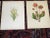 Printmaking Materials Antique 19th Century Botanical Chromolithographs - Set of 9 For Sale - Image 7 of 8