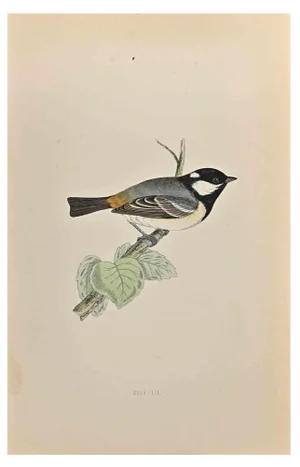 Alexander Francis Lydon, Cole Tit, Woodcut Print, 1870