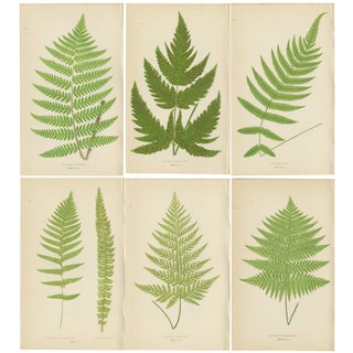 E.J. Lowe, Botanical Fern, 1868, Paper, Set of 6 For Sale