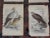 Mid 19th Century Antique 19th Century Birds of Prey Engravings on Wood - Set of 16 For Sale - Image 5 of 9