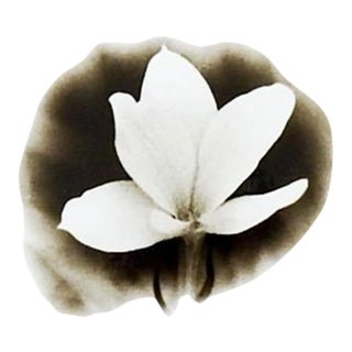 Vintage Mid Century Silver Gelatin Flower Photograph For Sale
