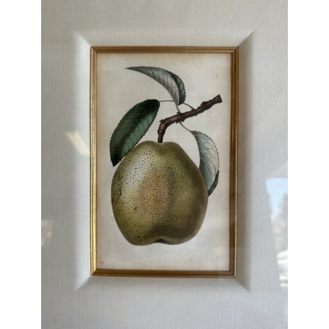 Traditional Late 19th Century Vintage Fruit Print, Pear & Apple, Framed - Set of 2 For Sale - Image 3 of 5