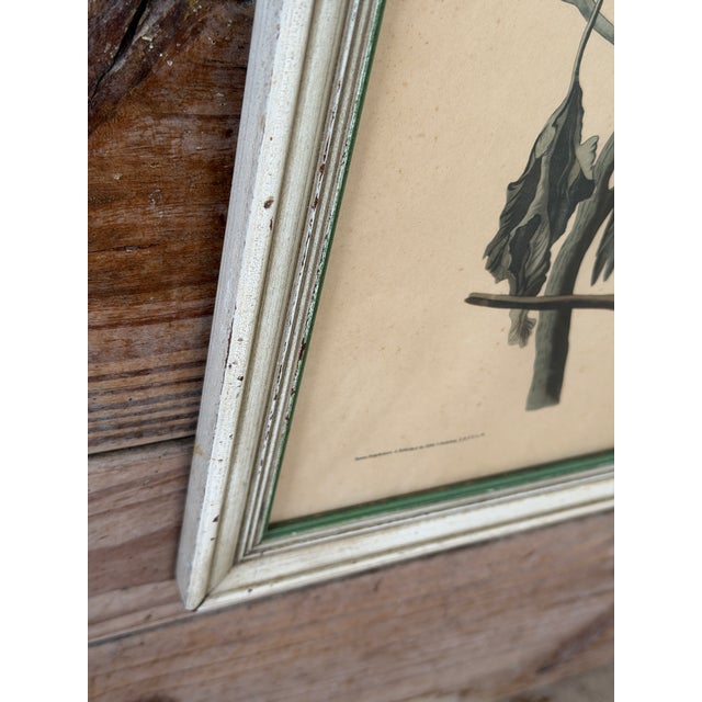 Mid 20th Century Framed Audubon Carolina Parrot Reproduction in Antique Painted Frame For Sale - Image 5 of 12