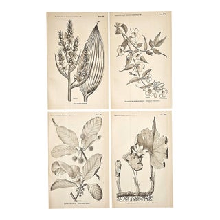 1884 Set of 4 Antique Natural History Botanical Lithographs For Sale