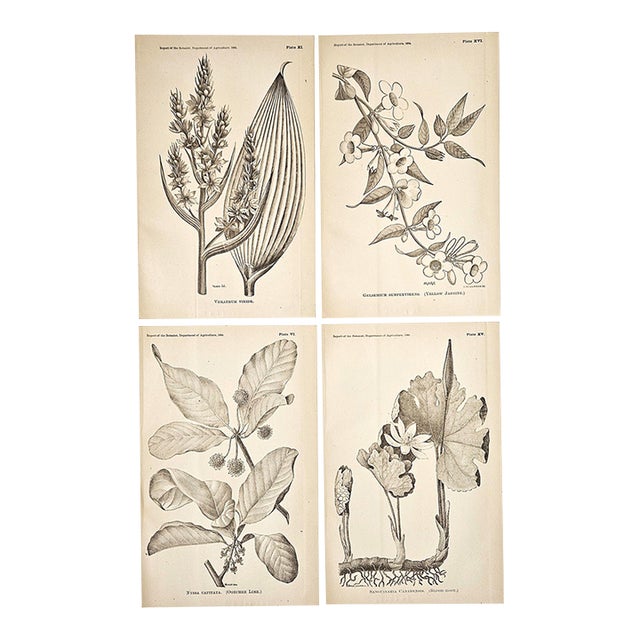 1884 Set of 4 Antique Natural History Botanical Lithographs For Sale