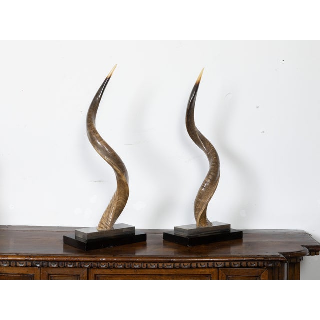 A pair of European midcentury horns mounted on stepped bases. Capturing our attention with their great presence, each of...