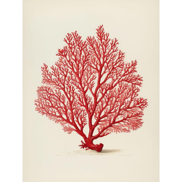 Red Coral — 19th-Century Natural History Illustration This elegant fine art print reproduces a **19th-century original...