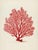 Red Coral — 19th-Century Natural History Illustration This elegant fine art print reproduces a **19th-century original...